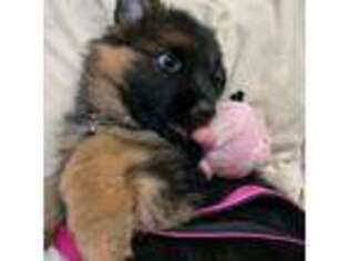 German Shepherd Dog Puppy for sale in Munroe Falls, OH, USA
