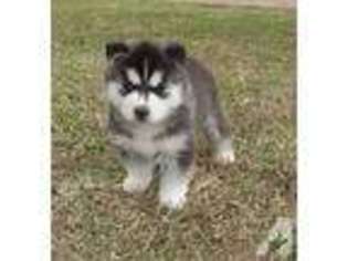 Siberian Husky Puppy for sale in BELLVILLE, TX, USA
