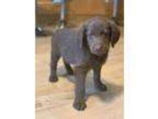 Labradoodle Puppy for sale in Springfield, OR, USA