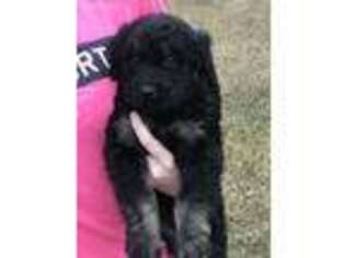 Goldendoodle Puppy for sale in Hortense, GA, USA