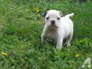 Bulldog Puppy for sale in WILLARD, MO, USA