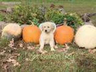 Golden Retriever Puppy for sale in Climax Springs, MO, USA