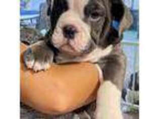 Bulldog Puppy for sale in Mesa, AZ, USA