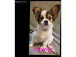Papillon Puppy for sale in Post Falls, ID, USA