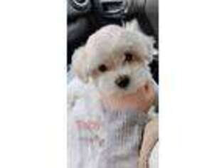 Maltese Puppy for sale in Barboursville, WV, USA