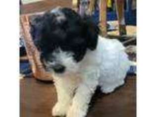 Mutt Puppy for sale in Midland, TX, USA