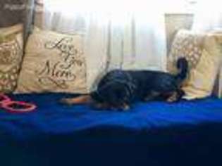 Rottweiler Puppy for sale in Hamilton, MI, USA