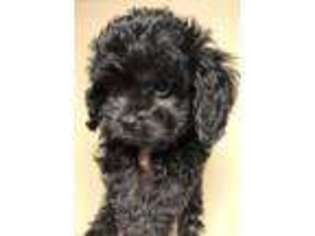 Cavapoo Puppy for sale in York, PA, USA