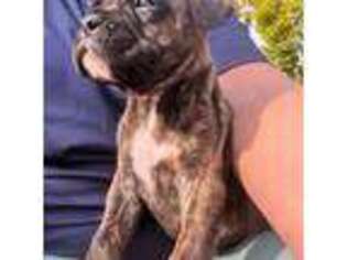 Boxer Puppy for sale in Suches, GA, USA