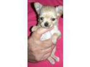 Chihuahua Puppy for sale in Blairs Mills, PA, USA