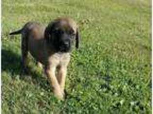 Mastiff Puppy for sale in Whitelaw, WI, USA