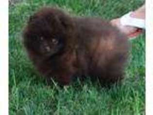 Pomeranian Puppy for sale in Colman, SD, USA
