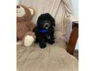 Mutt Puppy for sale in Birch Tree, MO, USA