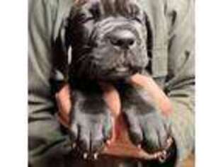 Mastiff Puppy for sale in Amherst, NH, USA
