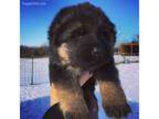 German Shepherd Dog Puppy for sale in Lees Summit, MO, USA