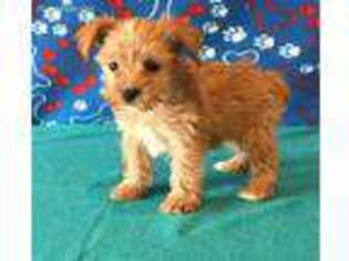 Yorkshire Terrier Puppy for sale in Lancaster, OH, USA