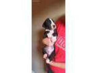 Great Dane Puppy for sale in Humble, TX, USA