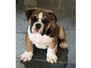 Bulldog Puppy for sale in Johnson, VT, USA