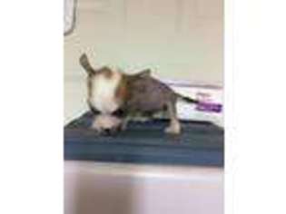 Chinese Crested Puppy for sale in Elkins, AR, USA