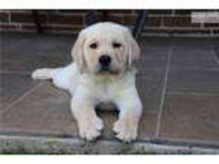 Labrador Retriever Puppy for sale in Fort Worth, TX, USA