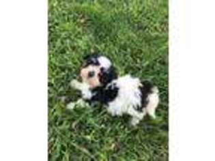 Havanese Puppy for sale in Wesley, AR, USA