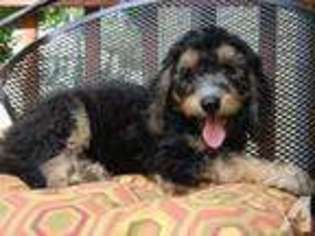 Labradoodle Puppy for sale in NUNNELLY, TN, USA