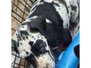 Great Dane Puppy for sale in Ford City, PA, USA