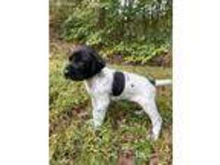 German Shorthaired Pointer Puppy for sale in Andrews, NC, USA