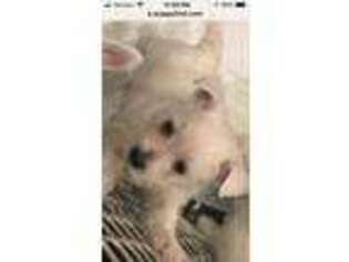 West Highland White Terrier Puppy for sale in Sayville, NY, USA