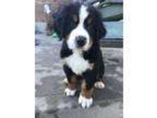 Bernese Mountain Dog Puppy for sale in Sunman, IN, USA