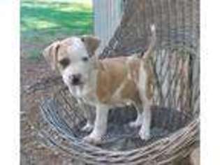American Bulldog Puppy for sale in Quarryville, PA, USA