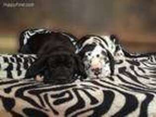 Great Dane Puppy for sale in New Braunfels, TX, USA