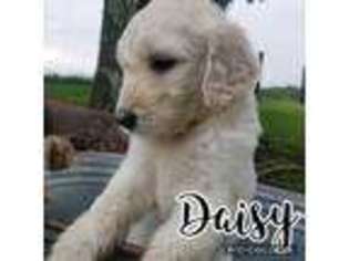 Goldendoodle Puppy for sale in Mount Vernon, KY, USA