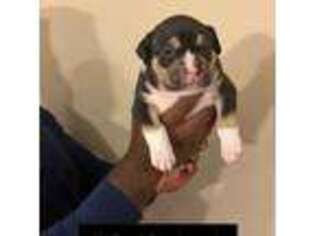 Mutt Puppy for sale in Oxford, MS, USA