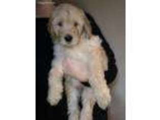 Goldendoodle Puppy for sale in Lacey, WA, USA
