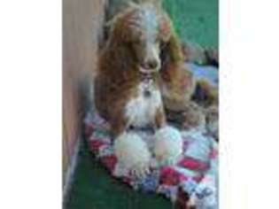 Mutt Puppy for sale in DANA POINT, CA, USA