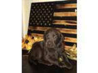 Labrador Retriever Puppy for sale in Perry Hall, MD, USA