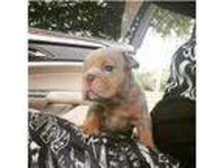 Bulldog Puppy for sale in Dickinson, TX, USA