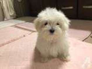 Maltese Puppy for sale in SAN DIEGO, CA, USA