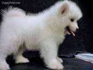 Samoyed Puppy for sale in Lockport, IL, USA