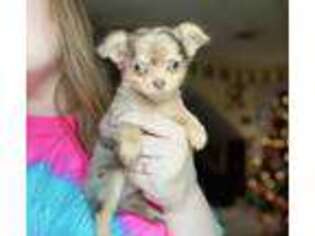 Chihuahua Puppy for sale in Vandalia, MI, USA
