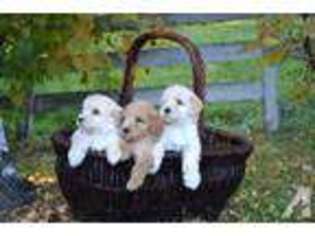 Australian Labradoodle Puppy for sale in ROSEVILLE, CA, USA