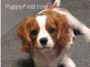 Cavalier King Charles Spaniel Puppy for sale in Vian, OK, USA