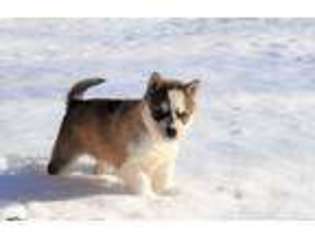 Siberian Husky Puppy for sale in Lore City, OH, USA