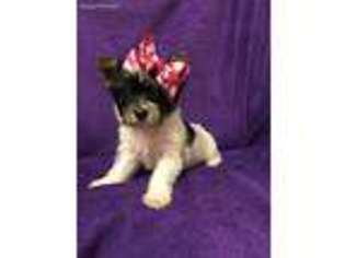 Yorkshire Terrier Puppy for sale in San Antonio, TX, USA