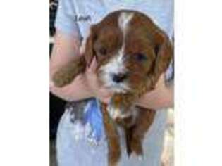 Cavapoo Puppy for sale in Spotsylvania, VA, USA