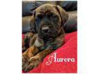Mastiff Puppy for sale in Andrews, TX, USA