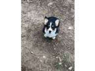Pembroke Welsh Corgi Puppy for sale in Gentry, AR, USA