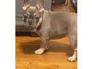 French Bulldog Puppy for sale in Watkinsville, GA, USA