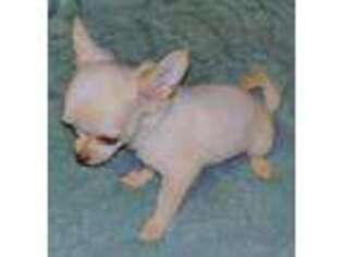 Chihuahua Puppy for sale in Newington, CT, USA